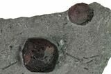 Plate of Two Red Embers Garnets in Graphite - Massachusetts #147866-2